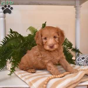 Tanner, Cavapoo Puppy